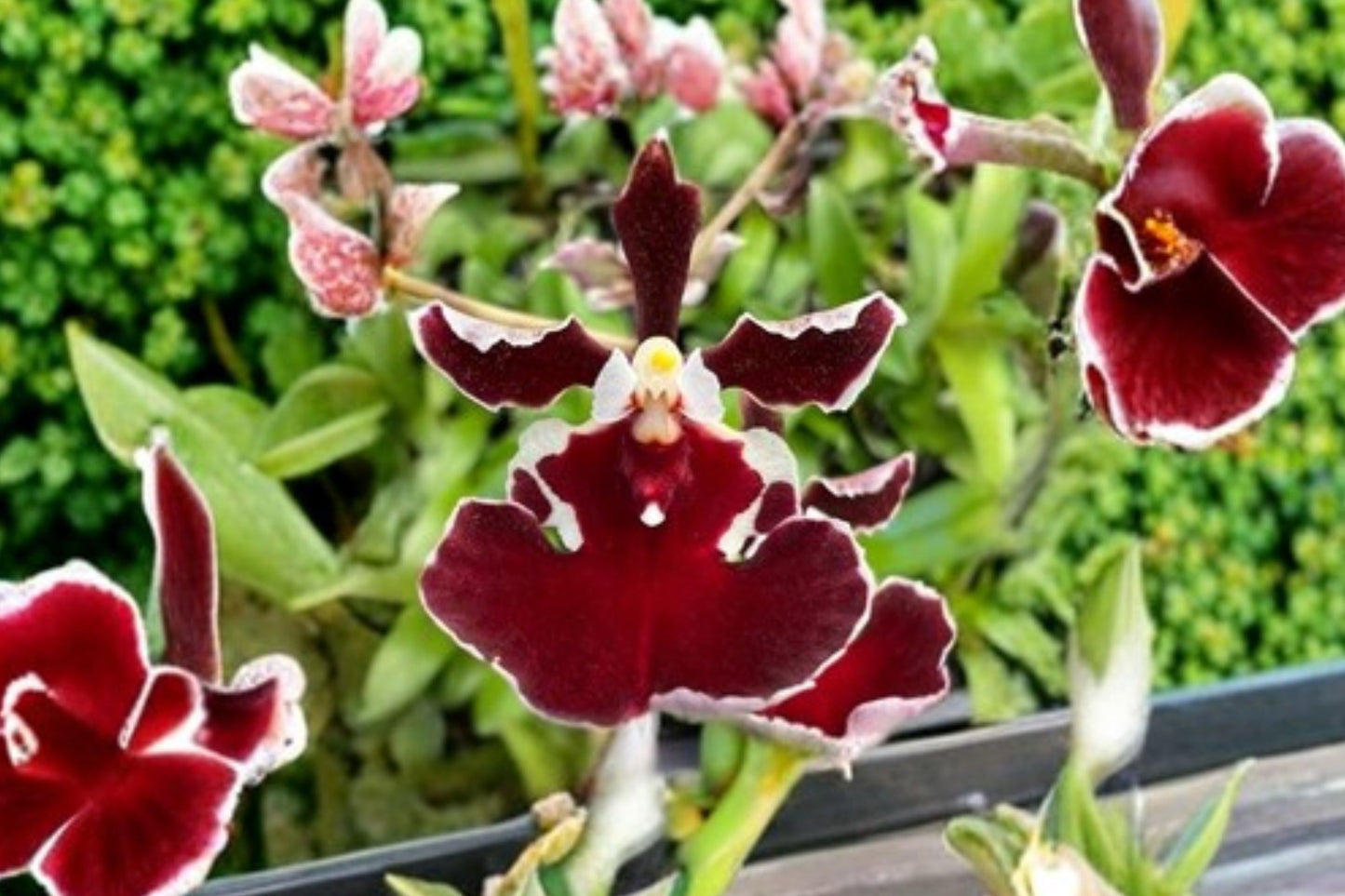 Tolumnia 'Jairak Firm Crimson' Live Orchid, Tolumnia 'Jairak Firm Crimson', Miniature Oncidium Terrarium Orchid