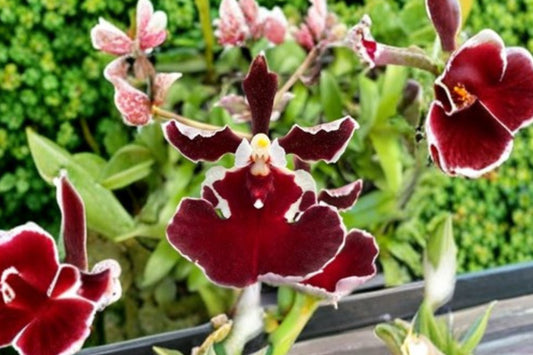 Tolumnia 'Jairak Firm Crimson' Live Orchid, Tolumnia 'Jairak Firm Crimson', Miniature Oncidium Terrarium Orchid