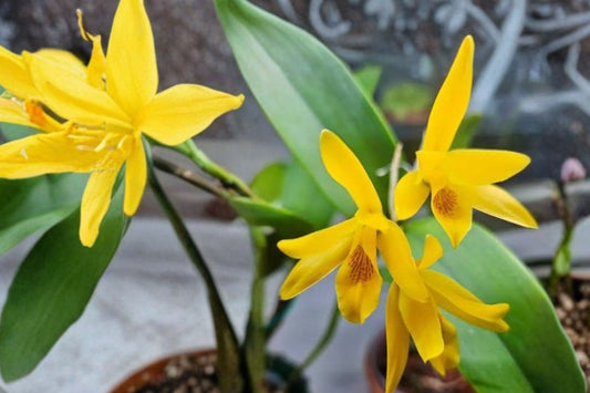 Guarianthe aurantiaca Live Orchid Seedling, Guarianthe aurantiaca, Cattleya Species Orchid, Seedling Plant