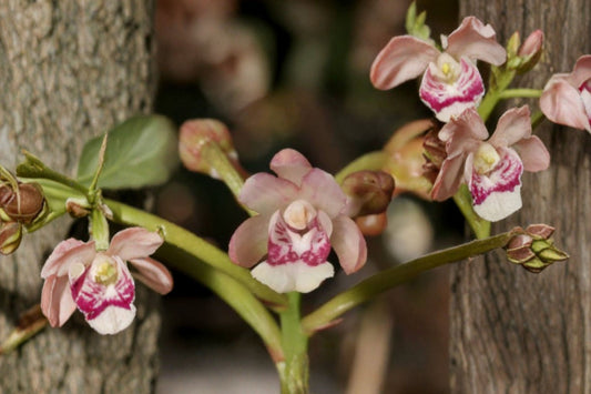 Oeceoclades monophylla Live Orchid, Oeceoclades monophylla, Rare Jewel Orchid Species, Live Plant