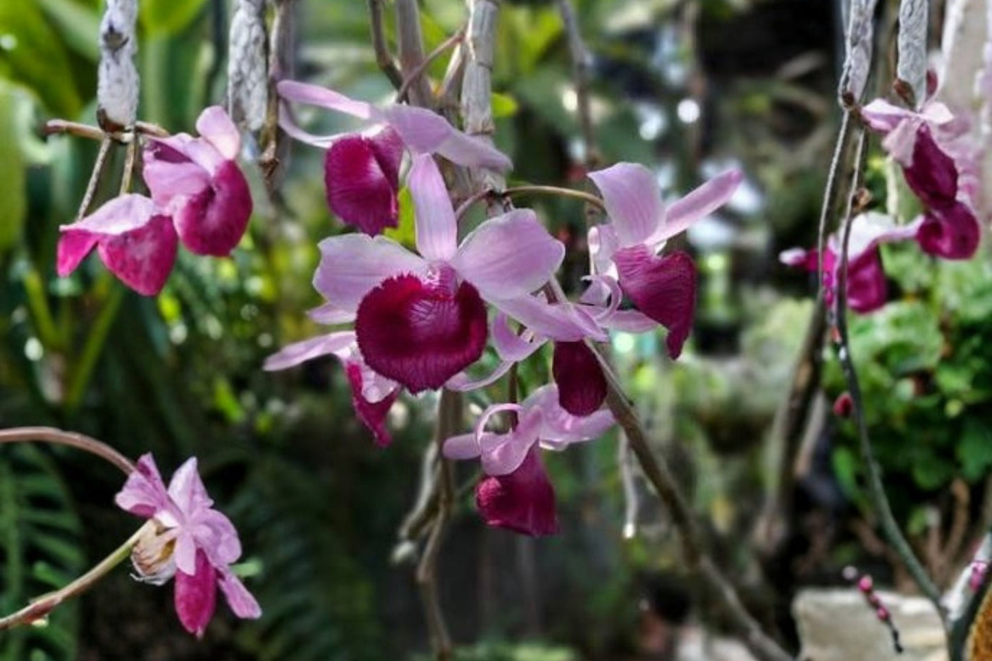 Fragrant Dendrobium anosmum (alba) × Nestor Live Orchid, Dendrobium Hybrid, Mature Live Plant