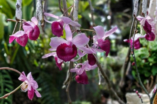 Fragrant Dendrobium anosmum (alba) × Nestor Live Orchid, Dendrobium Hybrid, Mature Live Plant