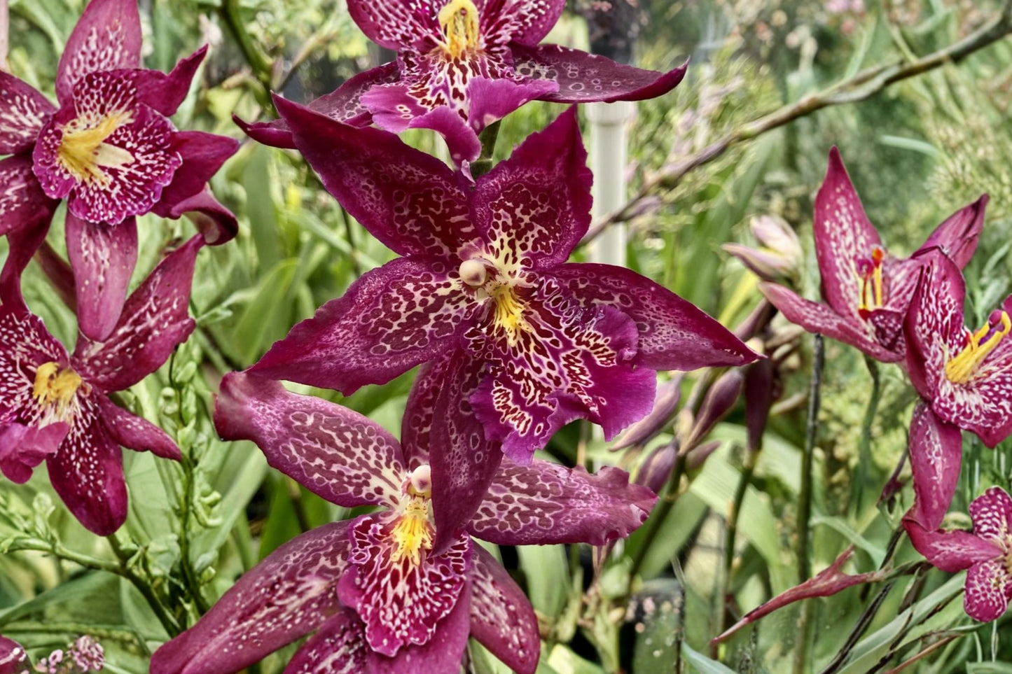 Oncidium Bllra. Marfitch 'Howard's Dream' Live Orchid, Beallara 'Marfitch Howard's Dream', Mature House Plant