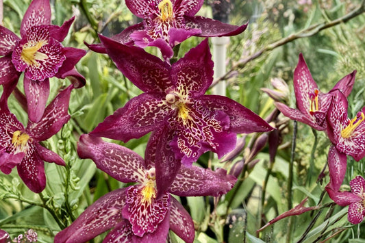 Oncidium Bllra. Marfitch 'Howard's Dream' Live Orchid, Beallara 'Marfitch Howard's Dream', Mature House Plant