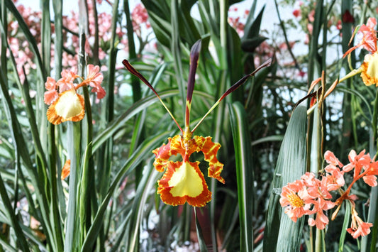 Psychopsis Mendenhall 'Hildos' FCC/AOS Live Orchid Seedling, Psychopsis 'Mendenhall Hildos', Oncidium Orchid