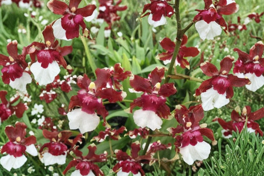Fragrant Oncidium 'Chocolate Raspberry' Live Orchid, Oncidium Hybrid, Mature Live Plant, Chocolate Scent
