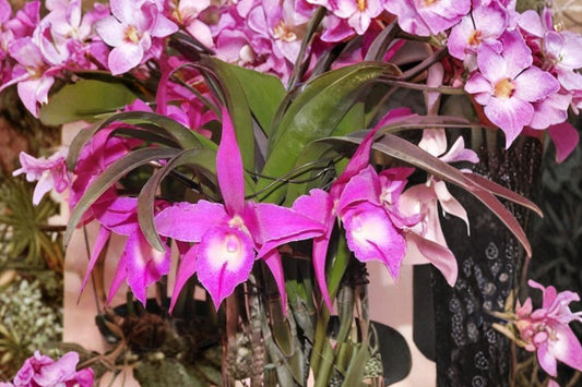 Rhynchobrassoleya TLDC Divine Phoenix Live Orchid, Rhynchobrassoleya 'TLDC Divine Phoenix', Mature Live Plant