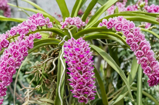 Fragrant Rhynchostylis gigantea (Spots) Live Orchid, Rhynchostylis gigantea, Mature Live Orchid Plant