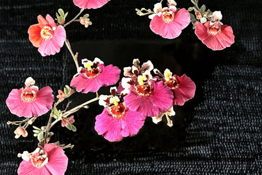 Tolumnia 'Jairak Flyer Dark Pink' Live Orchid, Tolumnia 'Jairak Flyer Dark Pink', Miniature Oncidium Terrarium Orchid