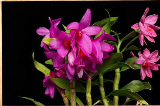 Dendrobium glomeratum Live Orchid, Dendrobium glomeratum, Rare Species Orchid, Live Plant