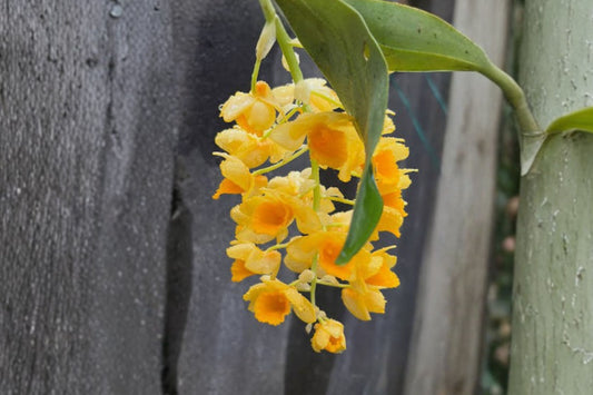 Dendrobium densiflorum Live Orchid, Dendrobium densiflorum, Rare Species Orchid, Live Plant