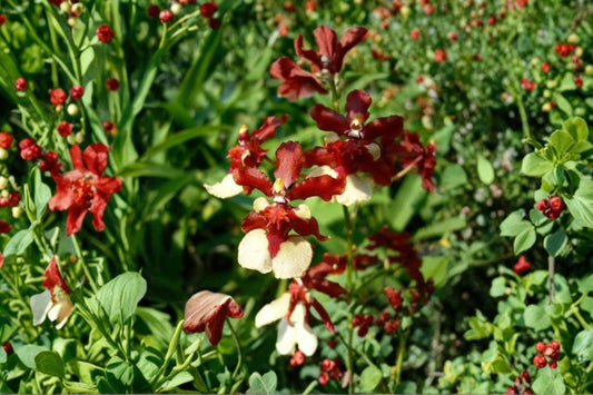 Oncidium 'Jimbo Swarm' Live Orchid Seedling, Oncidium 'Jimbo Swarm', Seedling Orchid Plant
