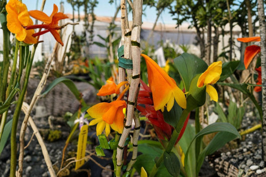 Dendrobium chrysopterum Live Orchid, Dendrobium chrysopterum, Rare Species Orchid, Live Plant