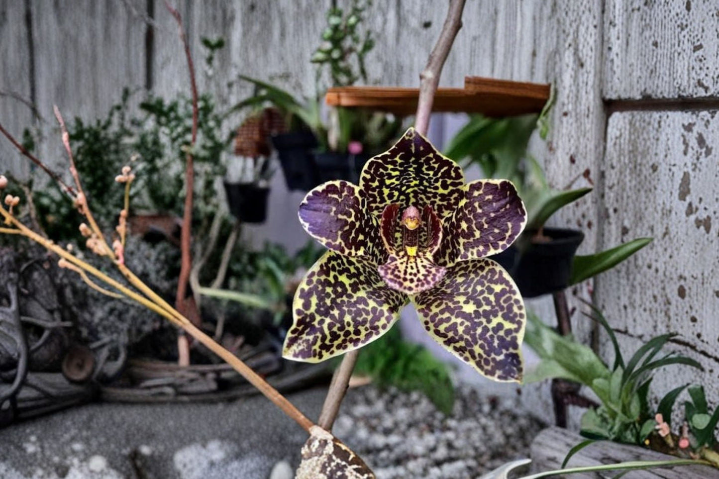 Grammatophyllum 'Prakket Armada Red Army' Seedling Live Orchid, Grammatophyllum, Rare Species-Type Orchid