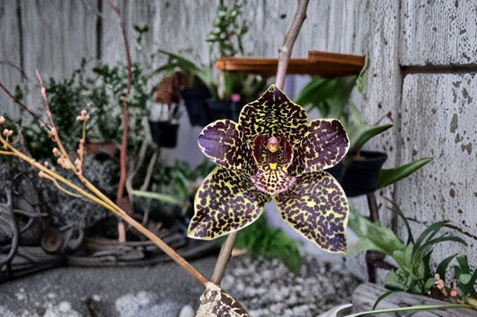 Grammatophyllum 'Prakket Armada Red Army' Seedling Live Orchid, Grammatophyllum, Rare Species-Type Orchid