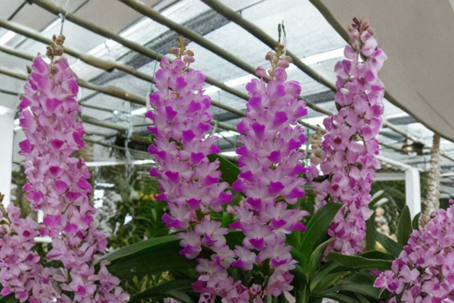 Fragrant Rhynchostylis coelestis Pink Live Orchid, Rhynchostylis coelestis Pink, Mature Live Orchid Plant