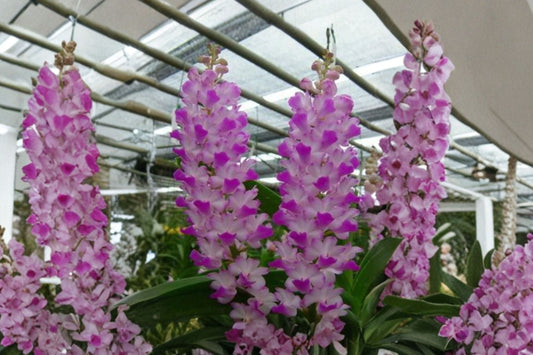 Fragrant Rhynchostylis coelestis Pink Live Orchid, Rhynchostylis coelestis Pink, Mature Live Orchid Plant