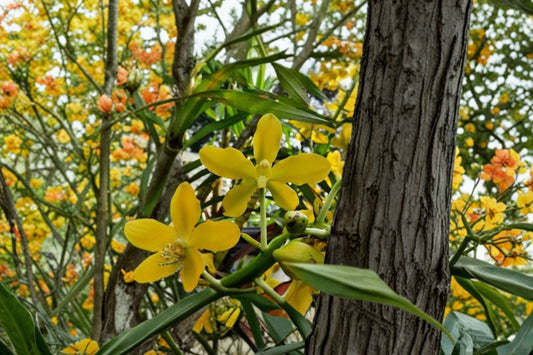 Grammatophyllum speciosum var. alba Seedling Live Orchid, Grammatophyllum speciosum var. alba, Sugar Cane Orchid