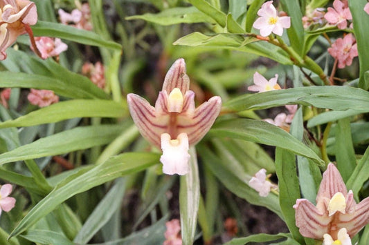 Maxillaria uncata Live Orchid, Maxillaria uncata, Rare Miniature Species Orchid, Live Plant