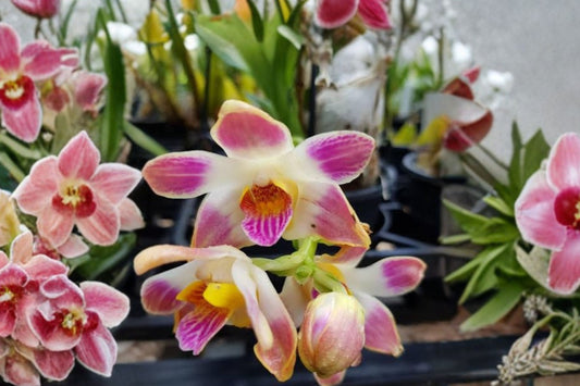 Chysis limminghei Live Orchid, Chysis limminghei, Very Rare Species Orchid, Live Plant