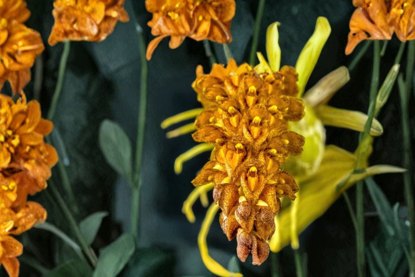 Bulbophyllum crassipes Live Orchid, Bulbophyllum crassipes, Very Rare Species Orchid, Live Plant