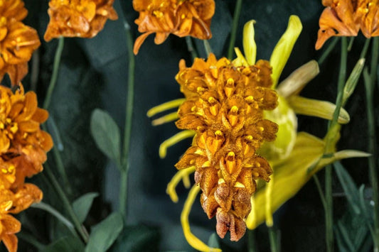Bulbophyllum crassipes Live Orchid, Bulbophyllum crassipes, Very Rare Species Orchid, Live Plant
