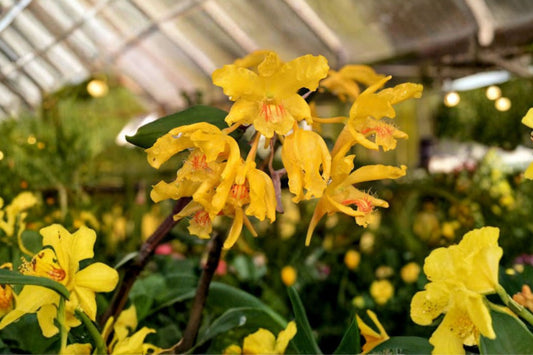 Dendrobium lowii Live Orchid, Dendrobium lowii, Rare Species Orchid, Mature Live Plant
