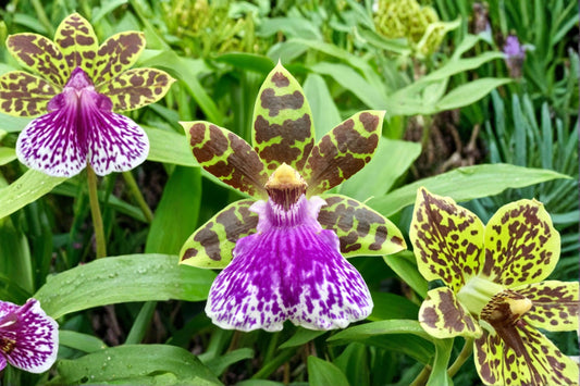 Fragrant Zygopetalum 'Jumpin Jack' Clone Live Orchid, Zygopetalum 'Jumpin Jack', Mature Live Plant
