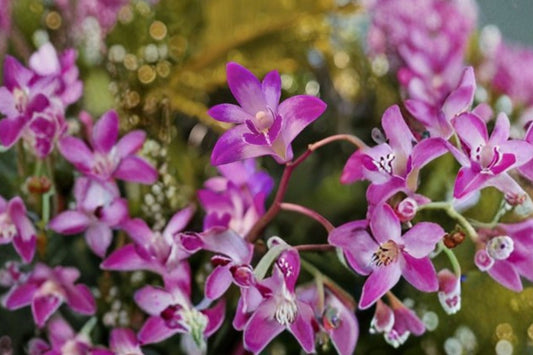 Dendrobium kingianum Hybrid Live Orchid, Dendrobium kingianum Hybrid, Live Orchid Plant
