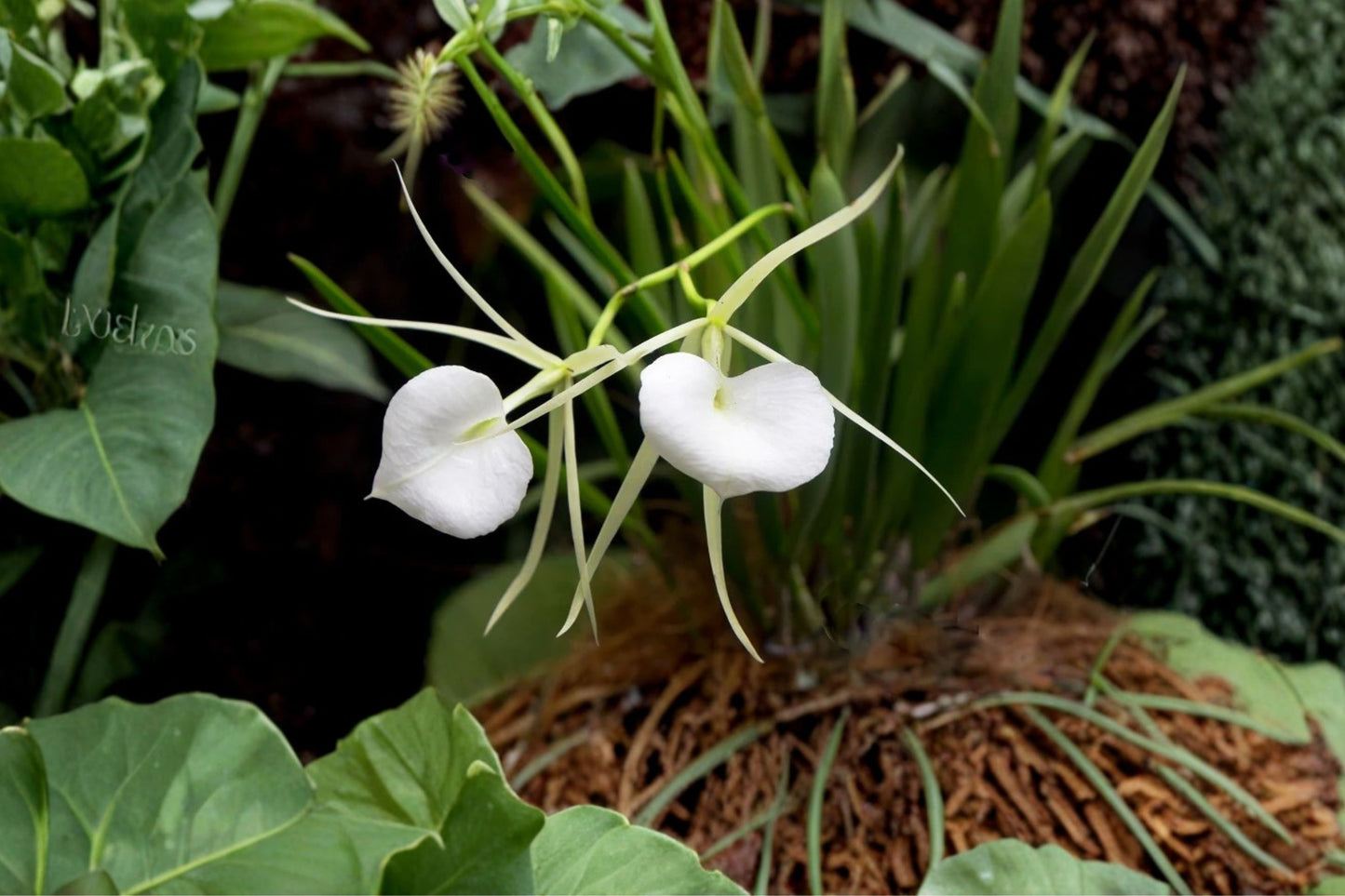 Brassavola nodosa 'Lady of the Night' Live Orchid, Brassavola nodosa, Rare Species Orchid, Live Plant