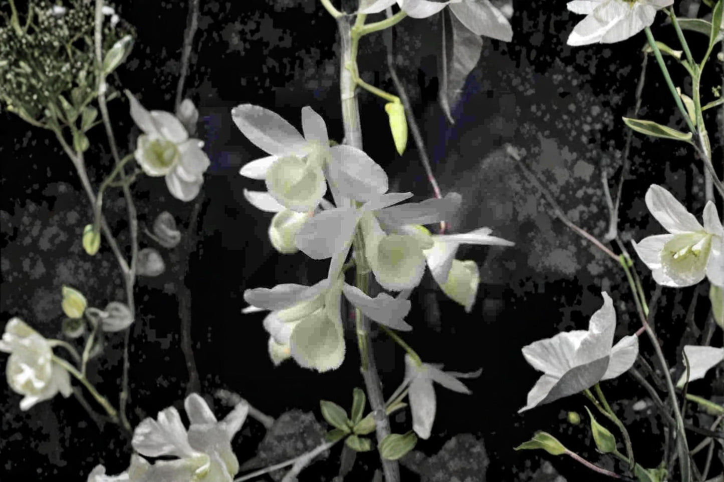 Dendrobium aphyllum alba Live Mature Orchid, Dendrobium aphyllum Alba, Rare Species Orchid Plant