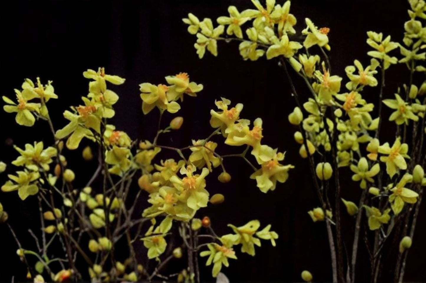 Oncidium Twinkle 'Yellow Bird' Seedling Orchid, Oncidium Twinkle 'Yellow Bird', Live Seedling Plant