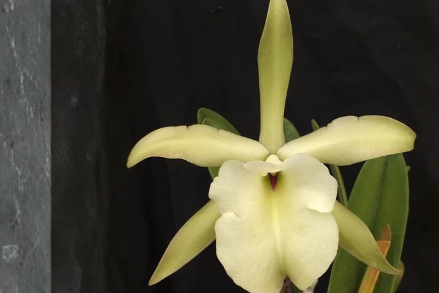 Rhyncholaelia glauca Seedling Live Orchid, Rhyncholaelia glauca, Rare Species Orchid Plant