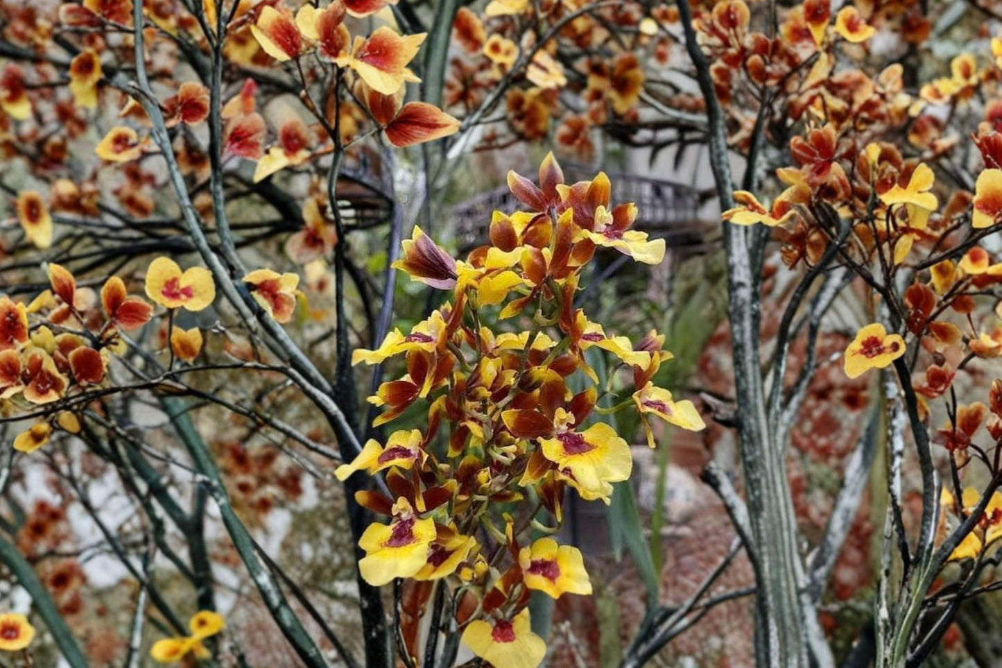 Oncidium Hwuluduen Chameleon Live Mature Orchid, Oncidium 'Hwuluduen Chameleon', 4 Inch Pot Live Plant