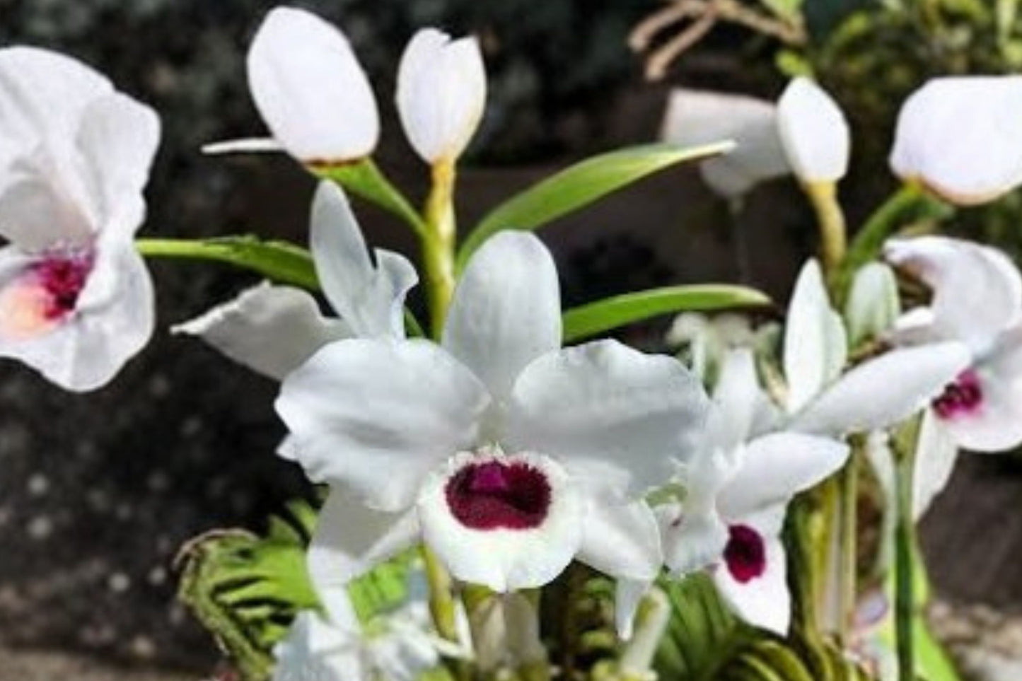 Variegated Dendrobium Yukidaruma 'King' Seedling Orchid, Dendrobium 'Yukidaruma King', 2 Inch Pot Live Plant
