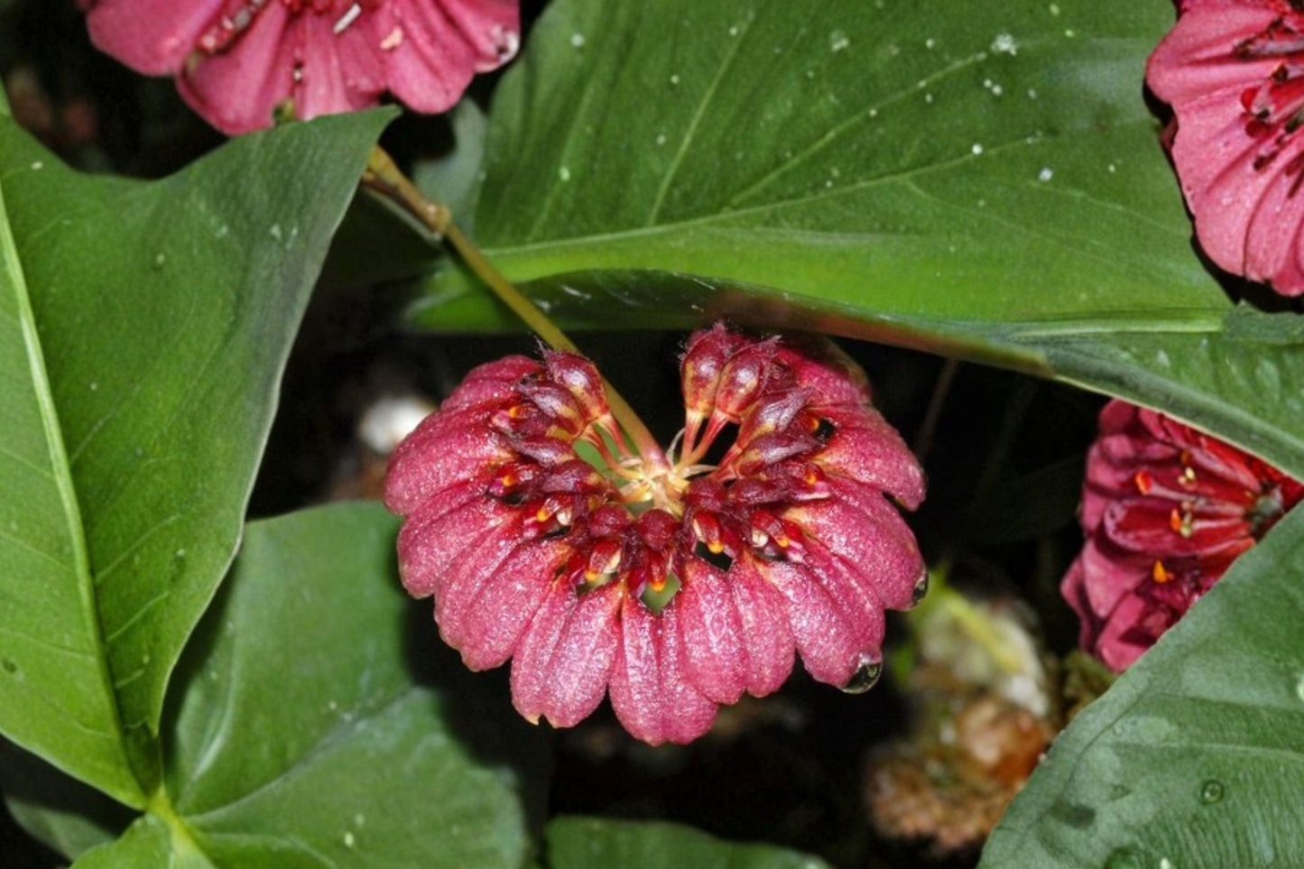 Bulbophyllum corolliferum Live Orchid, Bulbophyllum corolliferum, Very Rare Species Orchid, Live Plant