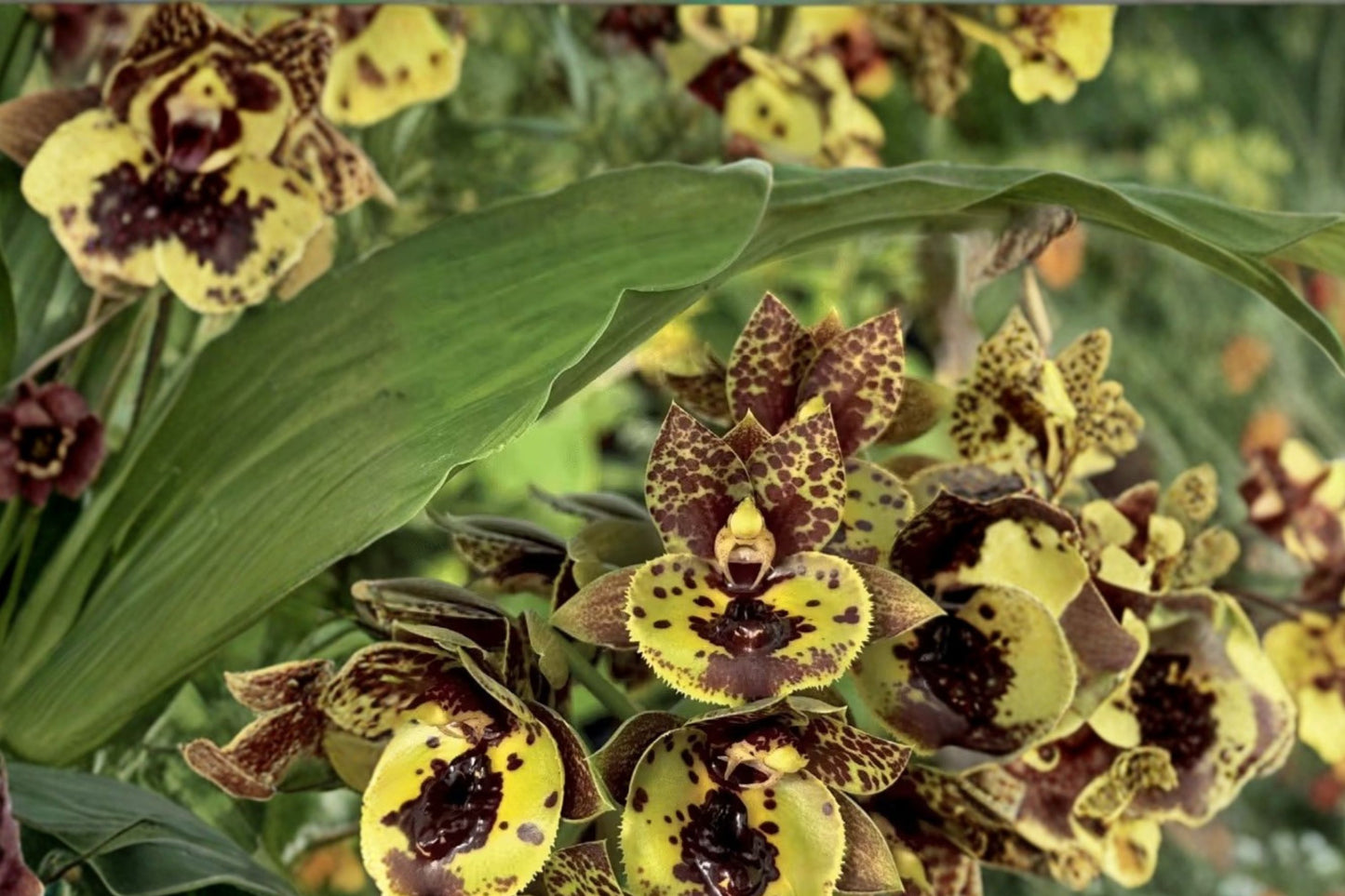 Catasetum Cynoches warscewiczii × Cyc. Baker's Paradise Live Orchid, Catasetum Hybrid, Live Plant