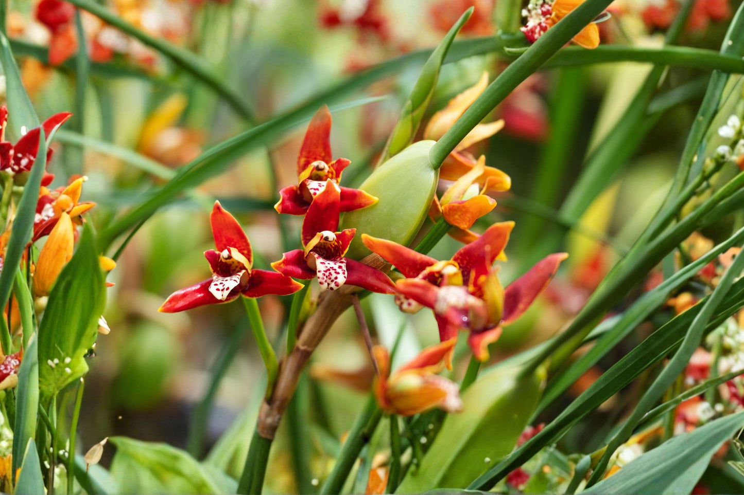 Maxillaria tenuifolia Coconut Orchid Live Mature Plant, Maxillaria tenuifolia, Fragrant Orchid, Large 4 Inch Pot