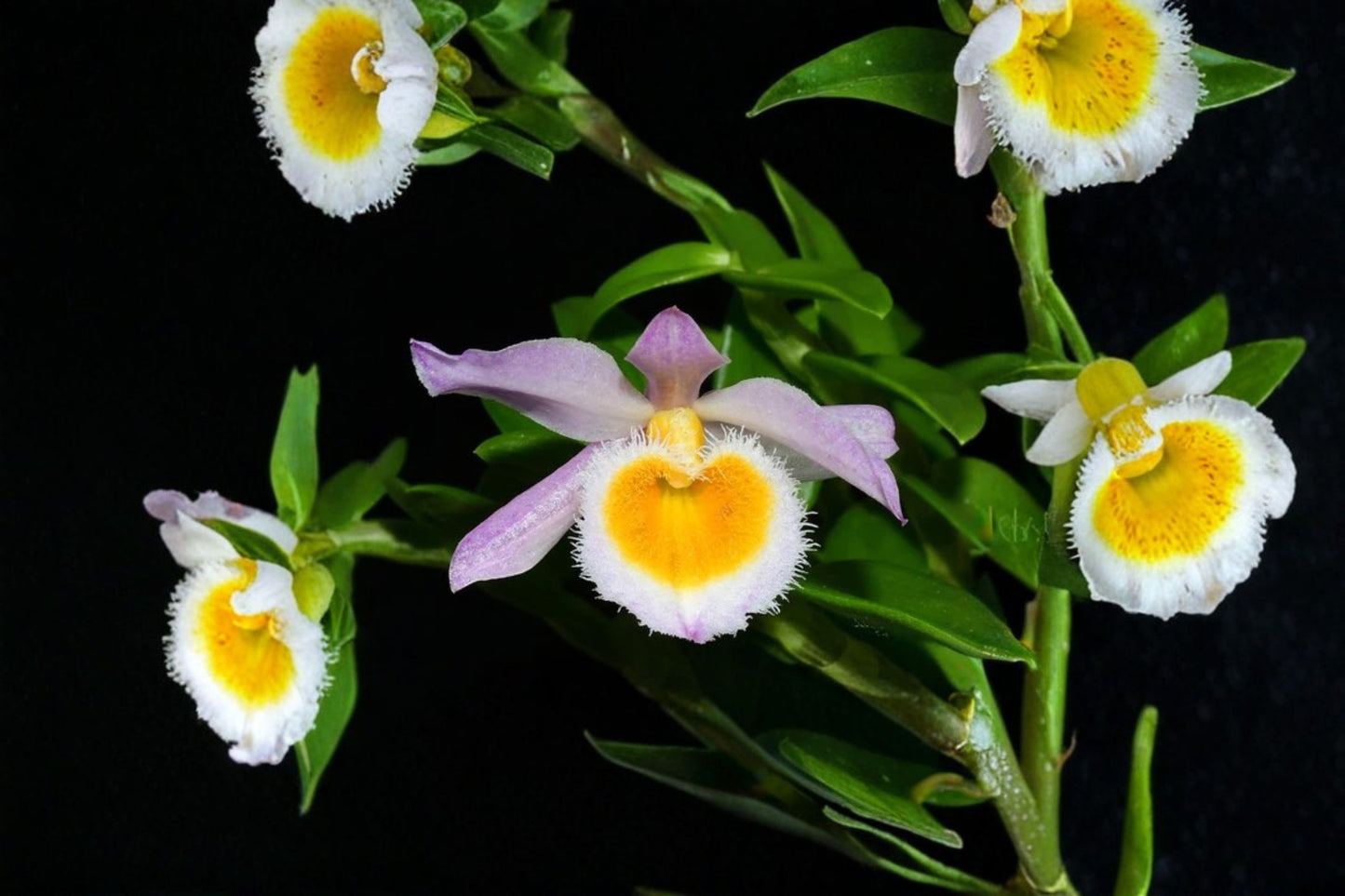 Dendrobium loddigesii Live Mature Orchid, Dendrobium loddigesii, Rare Species Orchid Plant