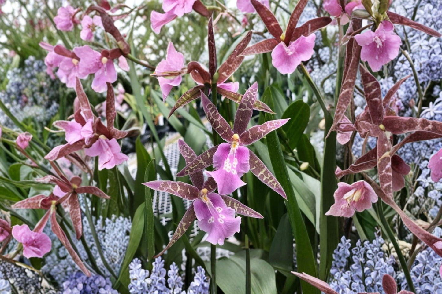 Oncidium 'Lavender Kiss' Seedling Live Orchid, Oncidium 'Lavender Kiss', Hybrid Orchid Live Plant