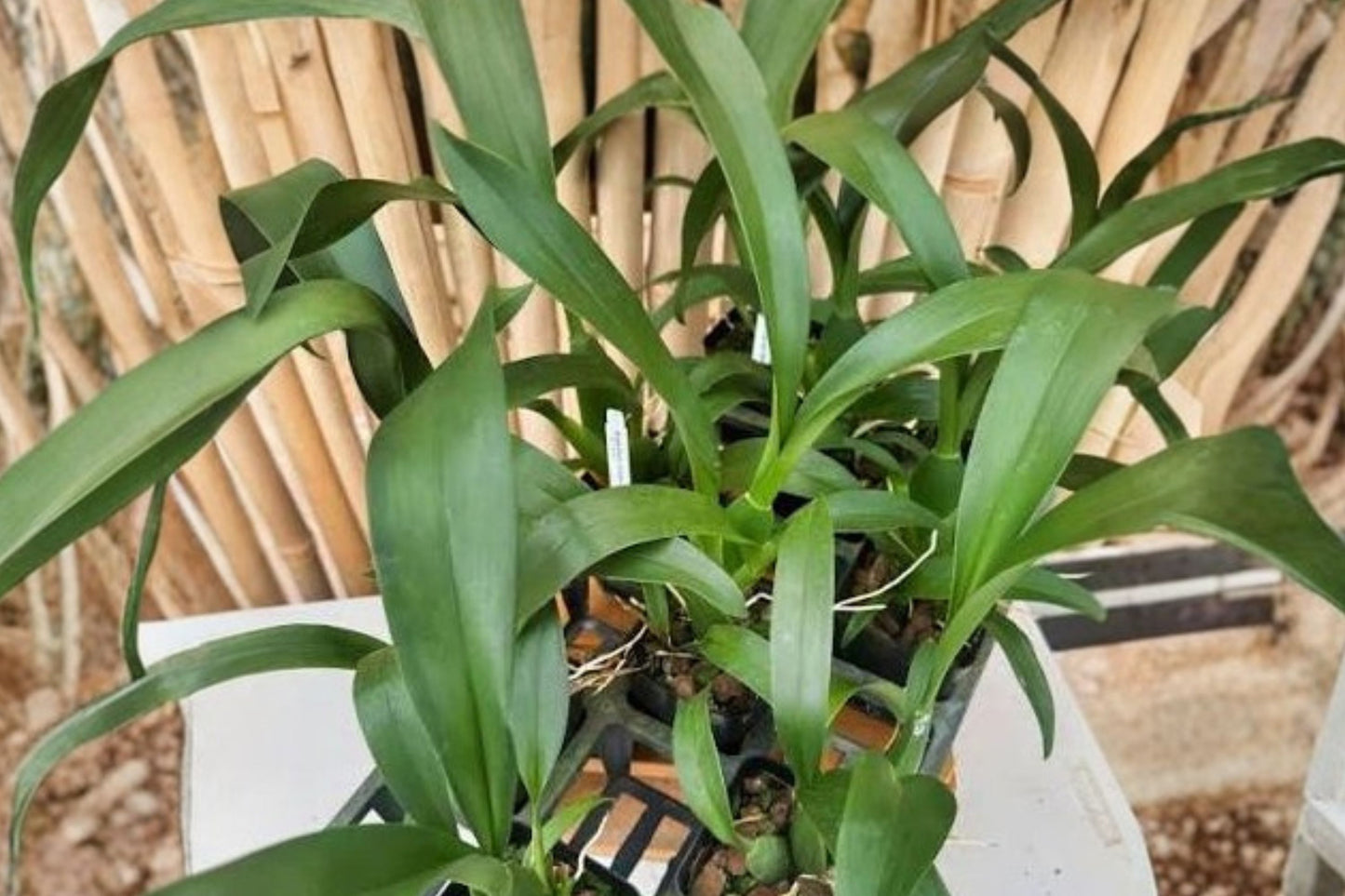 Brassidium 'Golden Gamine White Knight' HCC/AOS Seedling Live Orchid, Brassidium Hybrid Plant