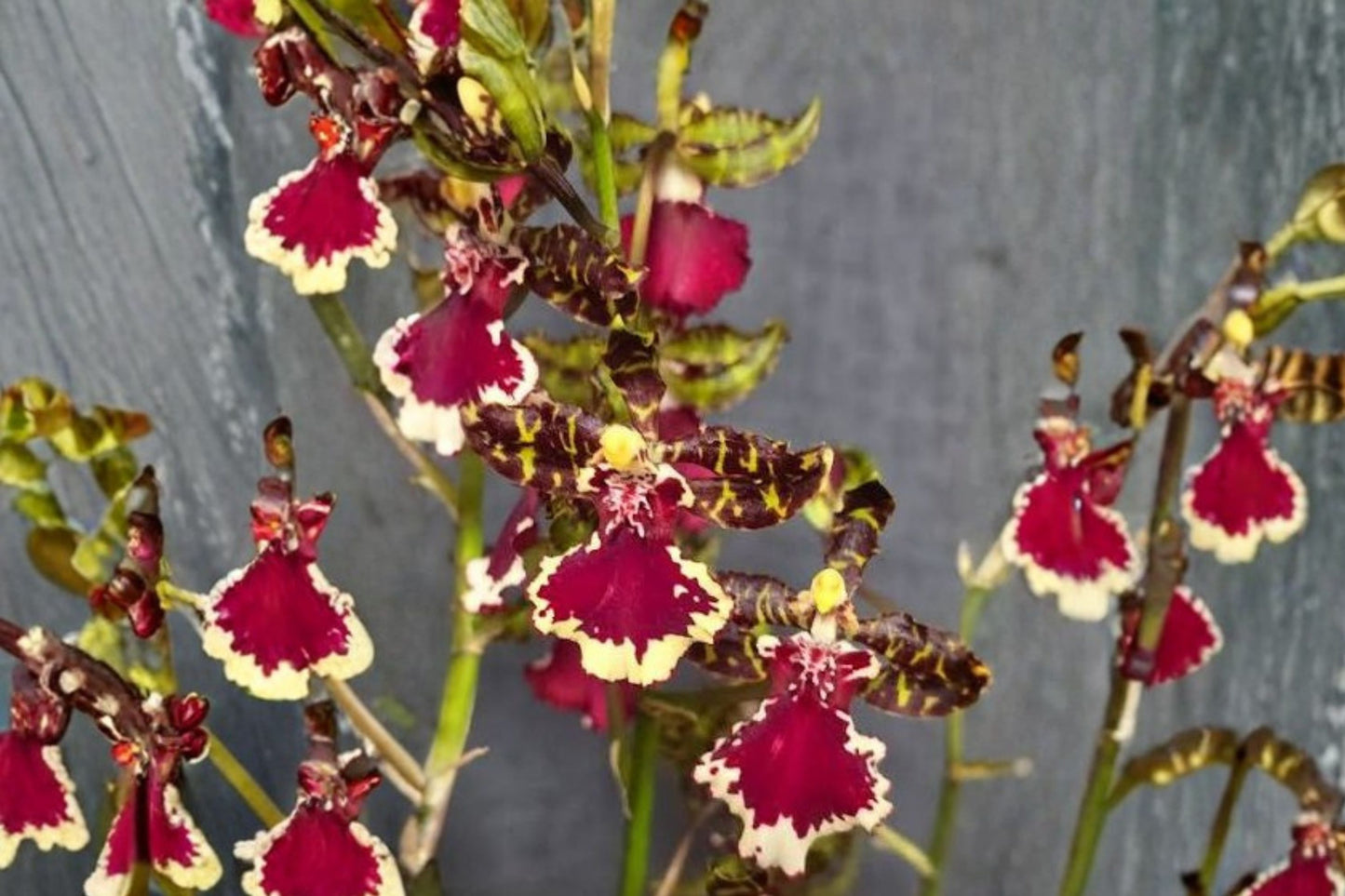 Odontocidium 'Everglades Elegance Nancy Lee' Seedling Live Orchid, Odontocidium Hybrid Live Plant
