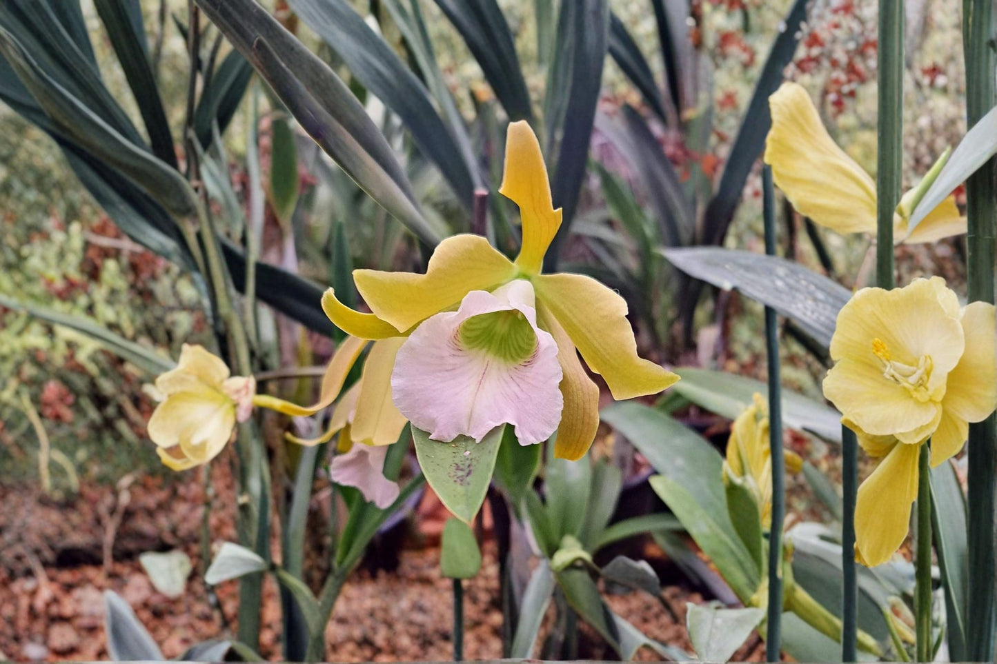 Cattleychea Memoria Dollie McKinnon Live Orchid, Cattleychea Memoria Dollie McKinnon, Mature Hybrid Orchid