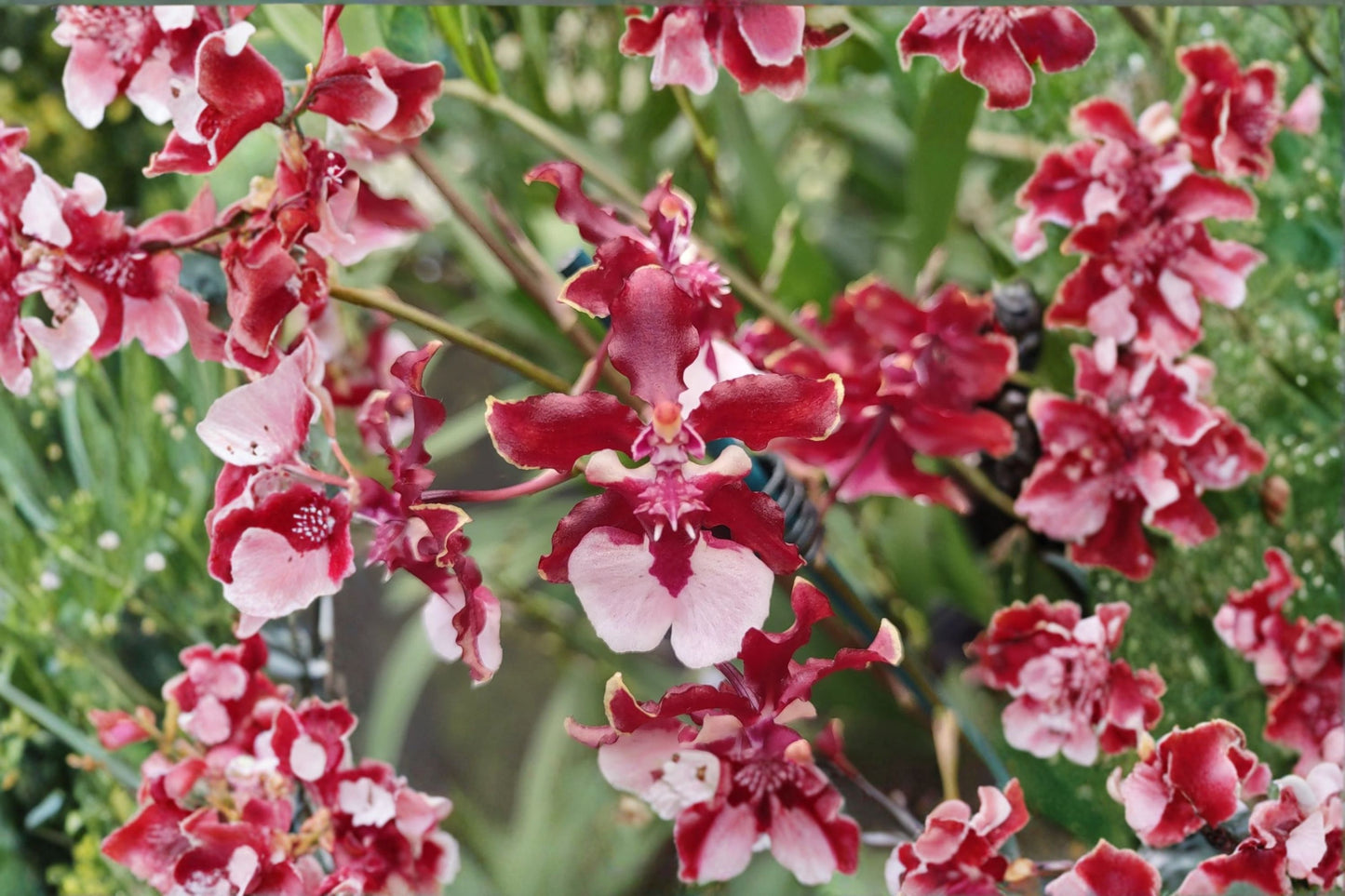 Oncidium Sharry Baby Chocolate Orchid Live Mature Plant, Oncidium 'Sharry Baby', Fragrant Orchid
