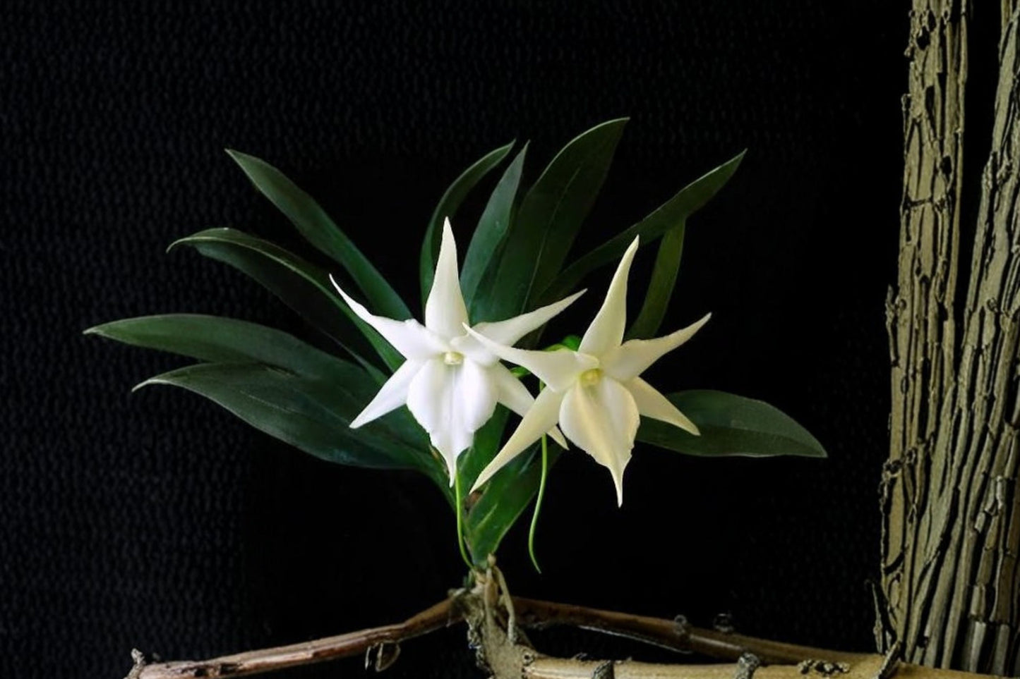 Very Rare Angraecum leonis Live Orchid, Angraecum leonis, Species Orchid Plant, Collector's Orchid