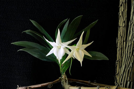Very Rare Angraecum leonis Live Orchid, Angraecum leonis, Species Orchid Plant, Collector's Orchid