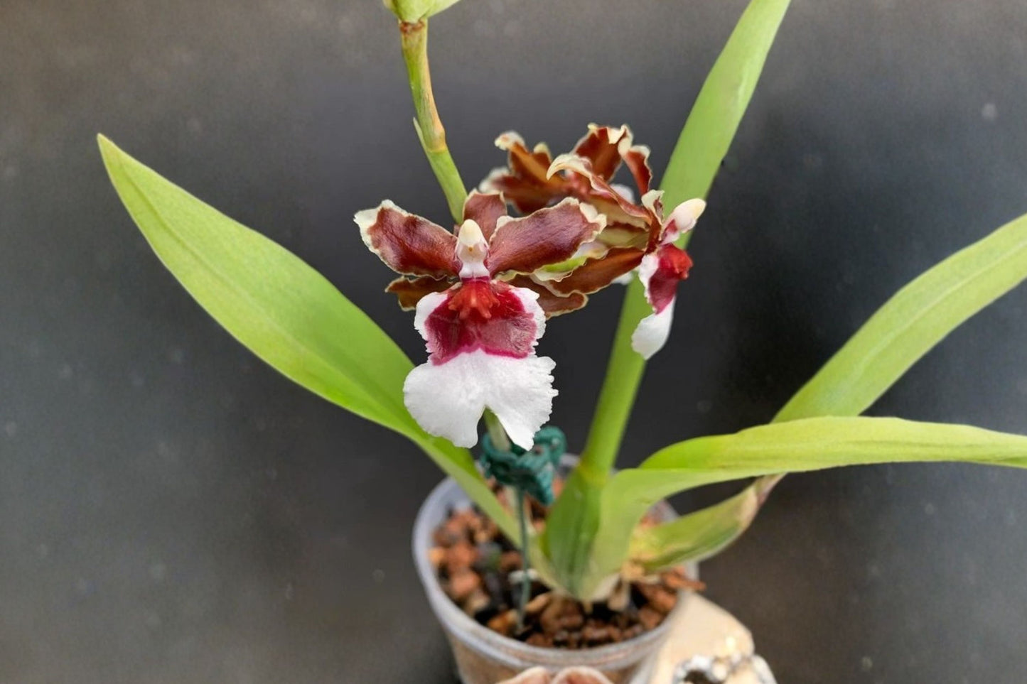 Wilsonara 'Pacific Pagan Kilauea' Seedling Live Orchid, Wilsonara 'Pacific Pagan Kilauea', Hybrid Orchid Plant