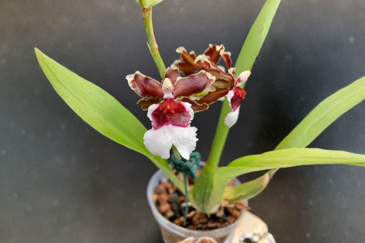 Wilsonara 'Pacific Pagan Kilauea' Seedling Live Orchid, Wilsonara 'Pacific Pagan Kilauea', Hybrid Orchid Plant