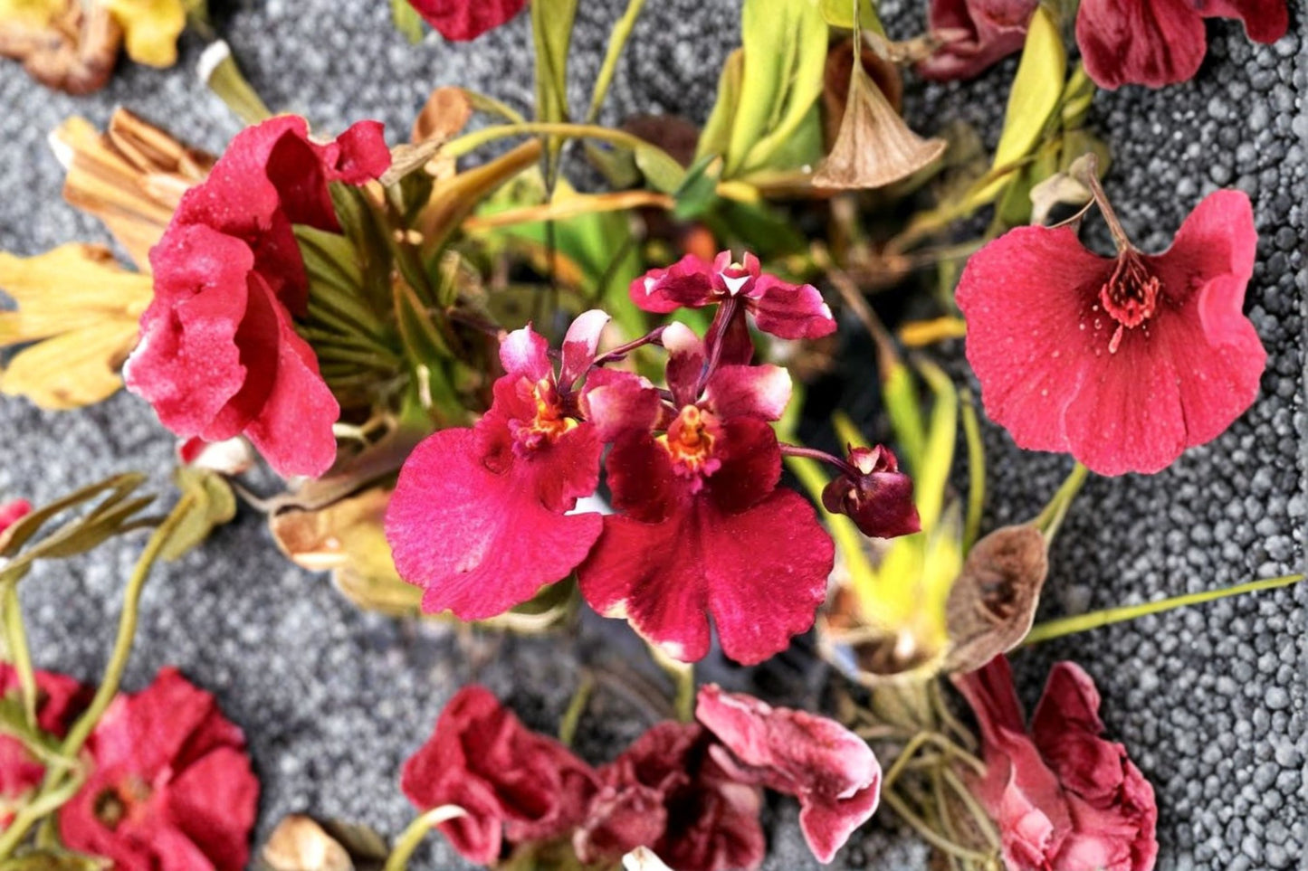 Miniature Tolumnia 'Popoki Mitzi' Live Orchid, Tolumnia 'Popoki Mitzi', Oncidium Terrarium Orchid Plant