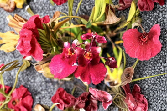 Miniature Tolumnia 'Popoki Mitzi' Live Orchid, Tolumnia 'Popoki Mitzi', Oncidium Terrarium Orchid Plant